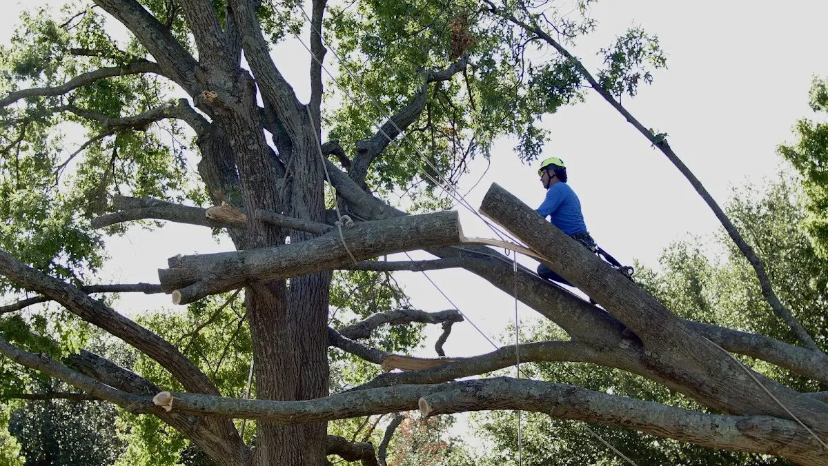Professional Crown Thinning performed by certified arborists in Holts Summit